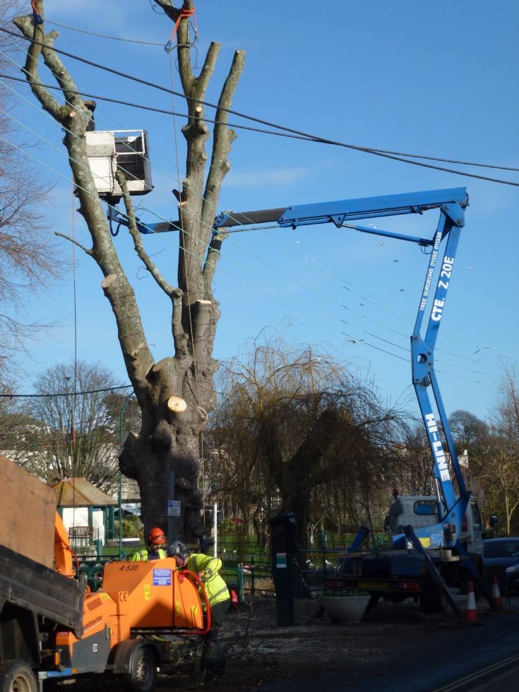 Tree Fellers