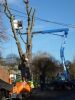 Tree Fellers